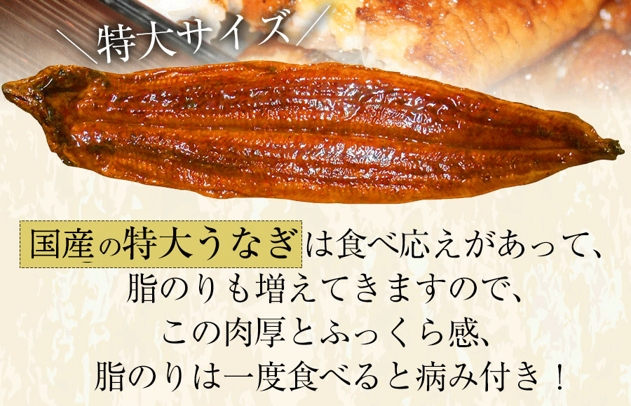 【国産鰻 1尾】自慢の自家焼き！選べる！活うなぎ蒲焼きor 白焼き