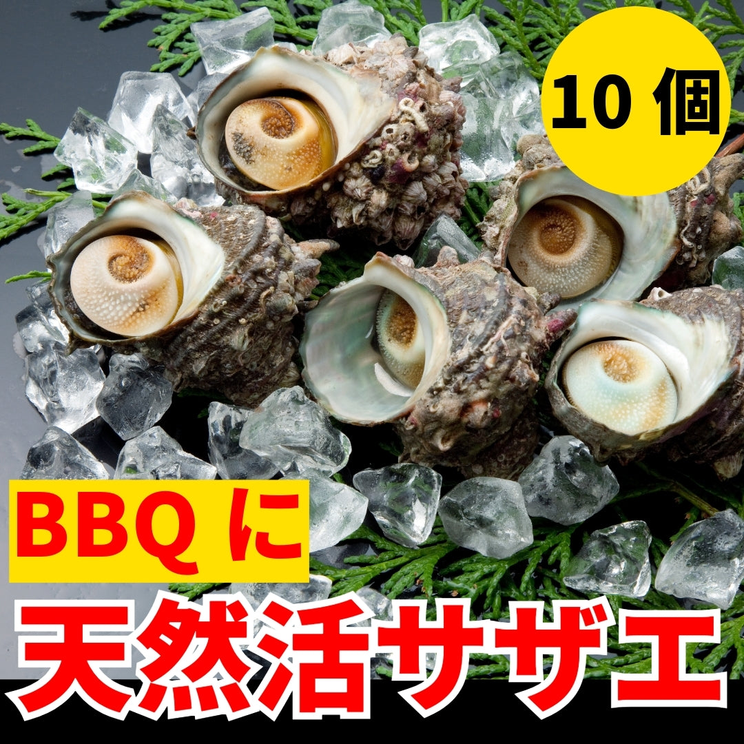 【業務用/冷凍便】サザエ（さざえ）（大）100g～120g×10ヶ or （小）80〜90g