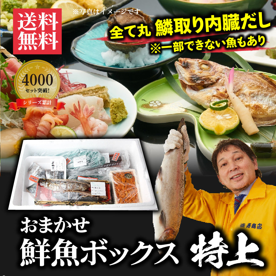 シリーズ累計4000箱突破！価格から選べる★魚屋の森さん 国産商品/おまかせ鮮魚BOX【便利な下処理付き】